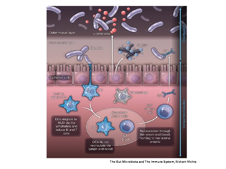 The Gut Microbiota and The Immune System, Nishant Mehta 