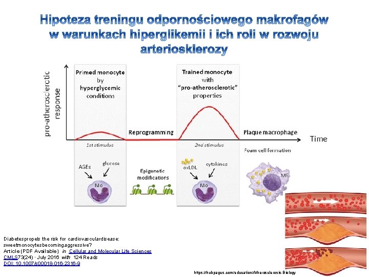 Diabetespropels the risk for cardiovasculardisease: sweetmonocytesbecomingaggressive? Article (PDF Available)  in Cellular and Molecular Life Sciences