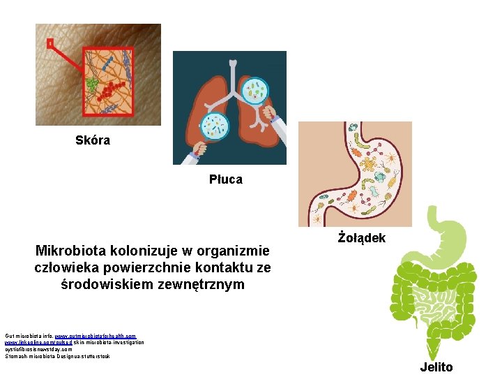 Skóra Płuca Mikrobiota kolonizuje w organizmie człowieka powierzchnie kontaktu ze środowiskiem zewnętrznym Żołądek Gut