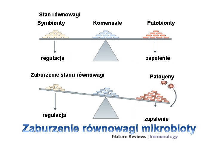 Stan równowagi Symbionty Komensale Patobionty regulacja Zaburzenie stanu równowagi regulacja zapalenie Patogeny zapalenie 