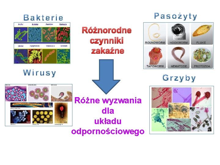 Różnorodne czynniki zakaźne Różne wyzwania dla układu odpornościowego 