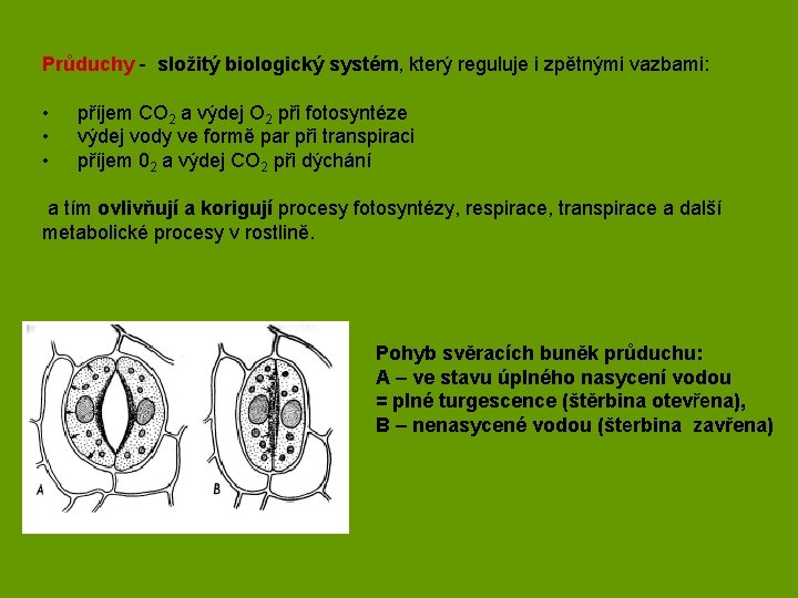 Průduchy - složitý biologický systém, který reguluje i zpětnými vazbami: • • • příjem