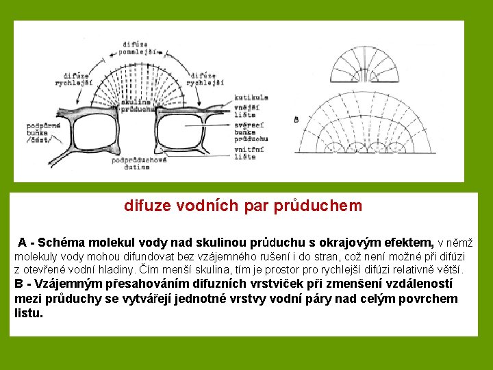 difuze vodních par průduchem A - Schéma molekul vody nad skulinou průduchu s okrajovým