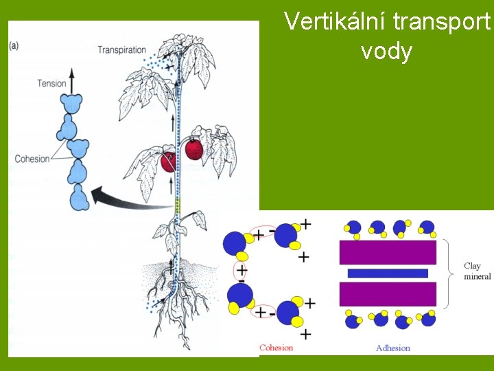 Vertikální transport vody 