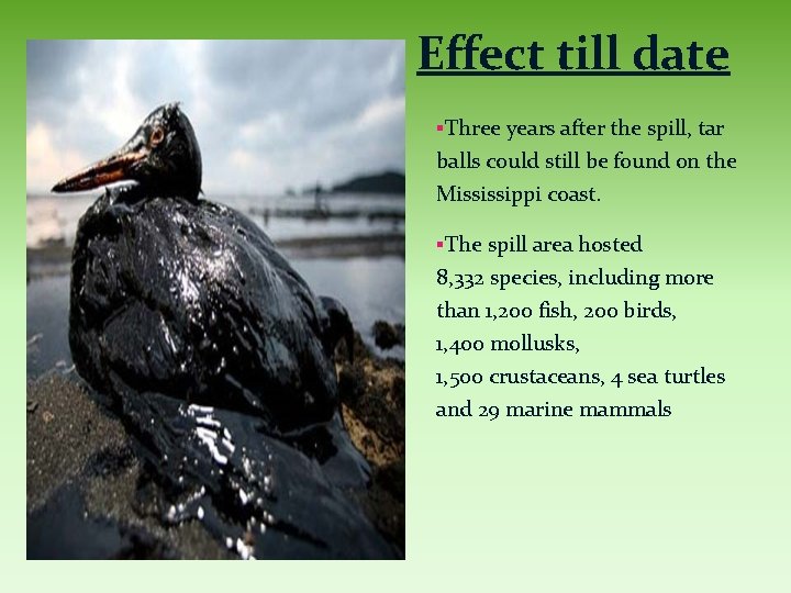 Effect till date §Three years after the spill, tar balls could still be found
