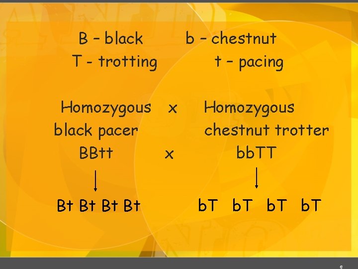 B – black T - trotting Homozygous x black pacer BBtt x Bt Bt