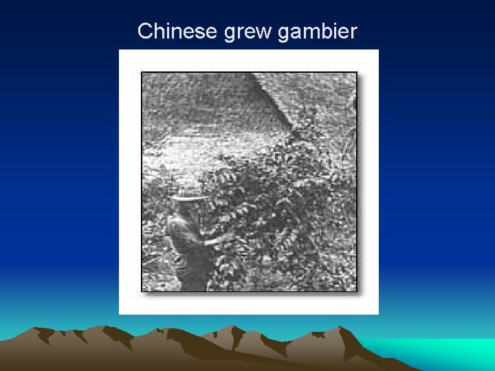 Chinese grew gambier 