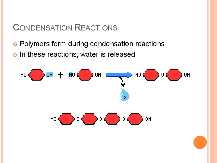 CONDENSATION REACTIONS Polymers form during condensation reactions In these reactions; water is released 