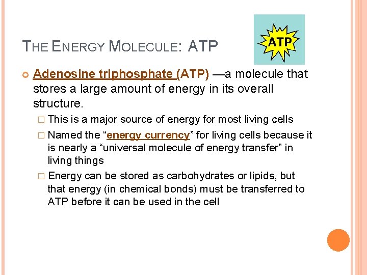 THE ENERGY MOLECULE: ATP Adenosine triphosphate (ATP) —a molecule that stores a large amount