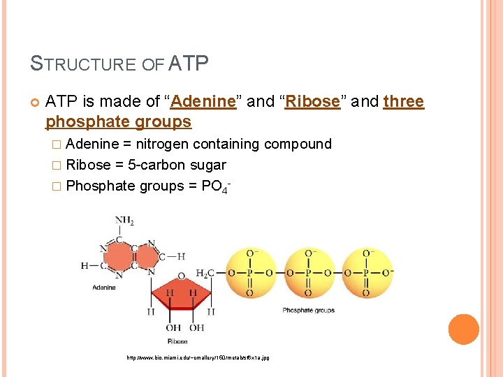 STRUCTURE OF ATP is made of “Adenine” and “Ribose” and three phosphate groups �