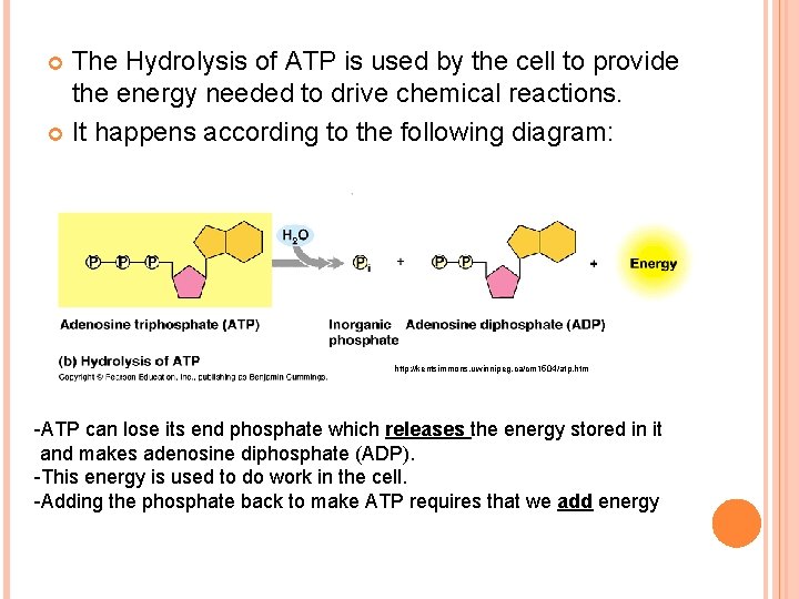 The Hydrolysis of ATP is used by the cell to provide the energy needed