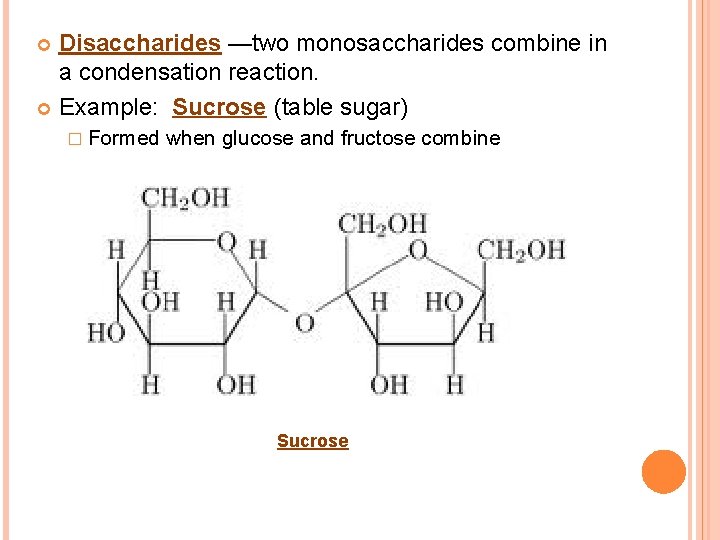 Disaccharides —two monosaccharides combine in a condensation reaction. Example: Sucrose (table sugar) � Formed
