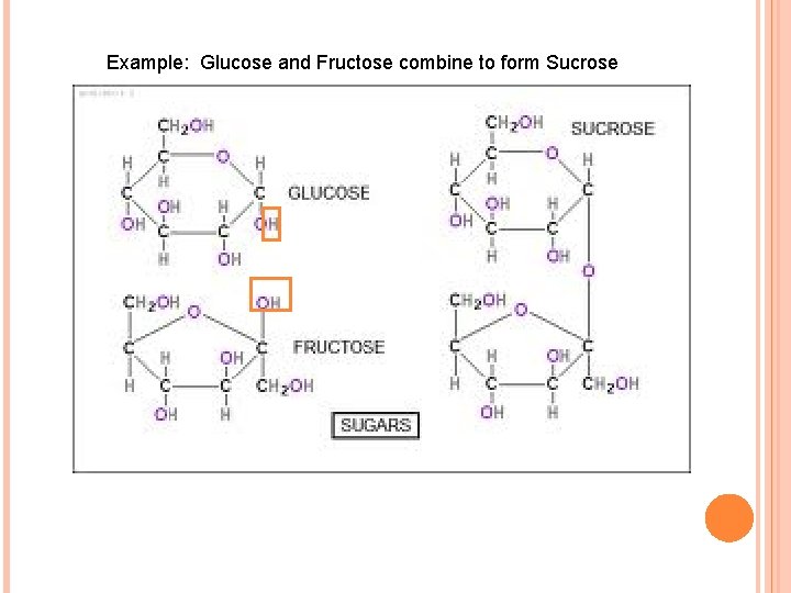 Example: Glucose and Fructose combine to form Sucrose 