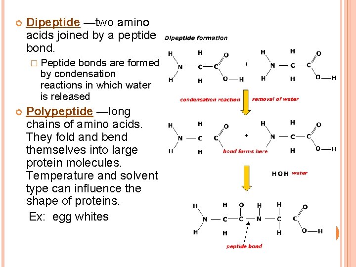  Dipeptide —two amino acids joined by a peptide bond. � Peptide bonds are