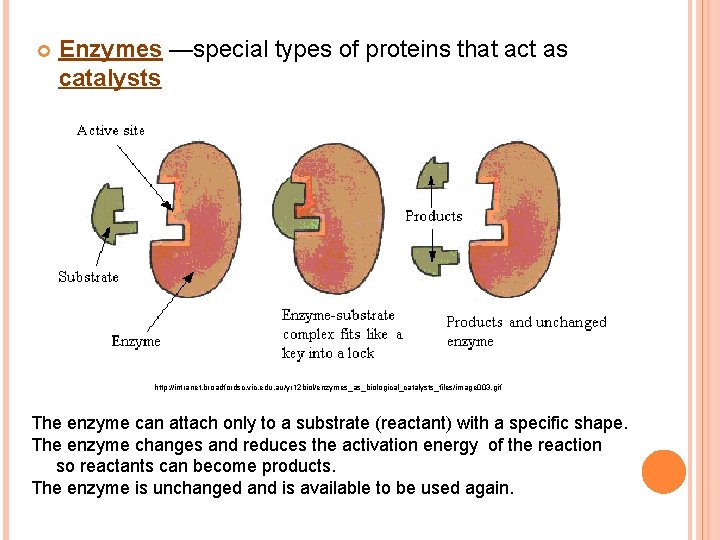  Enzymes —special types of proteins that act as catalysts http: //intranet. broadfordsc. vic.