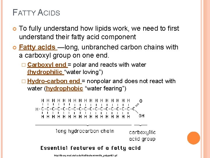 FATTY ACIDS To fully understand how lipids work, we need to first understand their