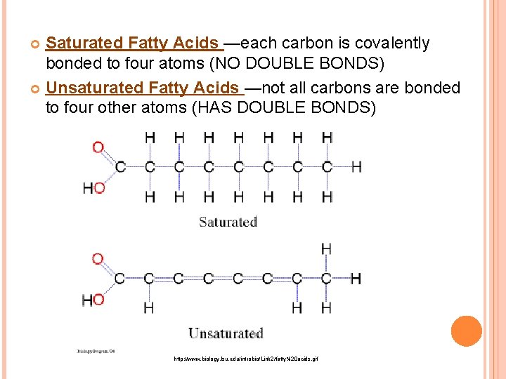 Saturated Fatty Acids —each carbon is covalently bonded to four atoms (NO DOUBLE BONDS)