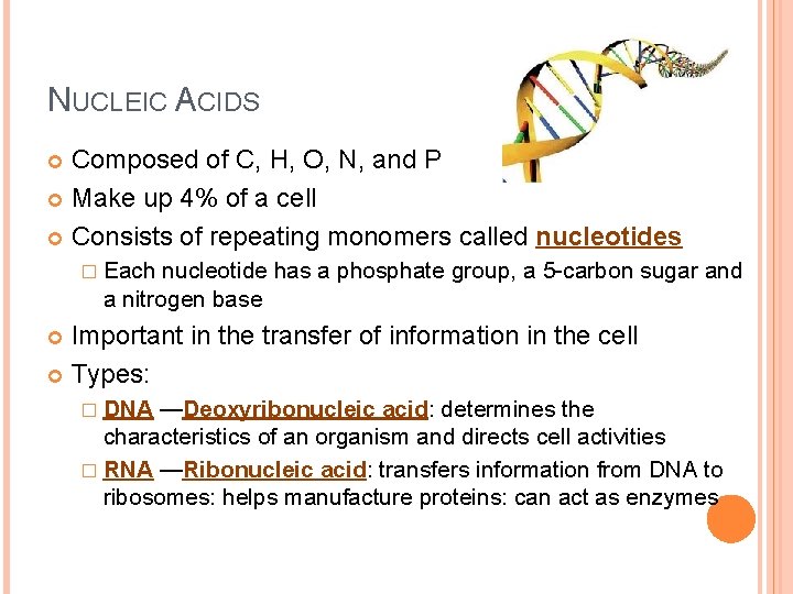 NUCLEIC ACIDS Composed of C, H, O, N, and P Make up 4% of