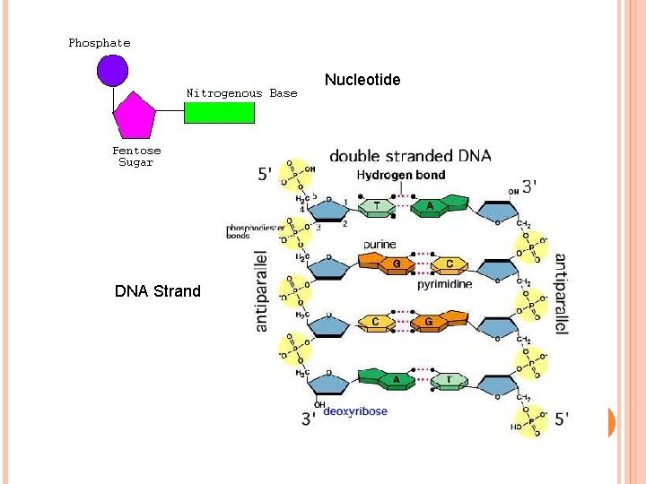 Nucleotide DNA Strand 