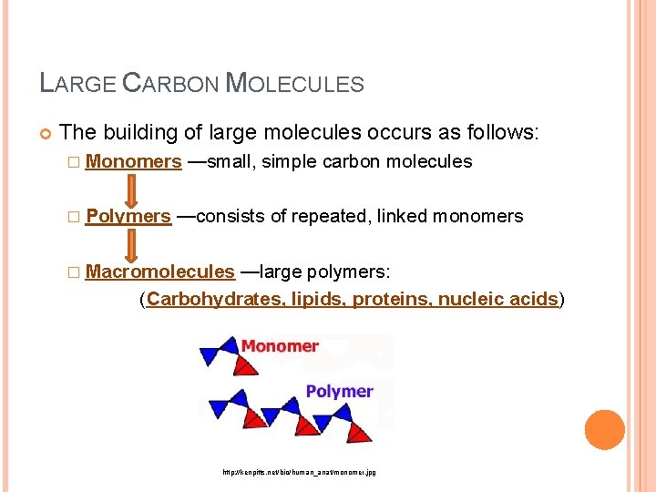 LARGE CARBON MOLECULES The building of large molecules occurs as follows: � Monomers �