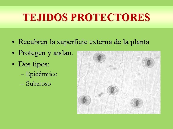 TEJIDOS PROTECTORES • Recubren la superficie externa de la planta • Protegen y aislan.