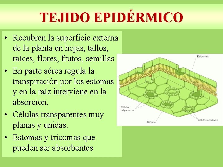 TEJIDO EPIDÉRMICO • Recubren la superficie externa de la planta en hojas, tallos, raíces,