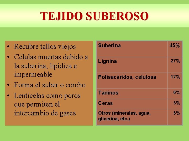 TEJIDO SUBEROSO • Recubre tallos viejos • Células muertas debido a la suberina, lipídica