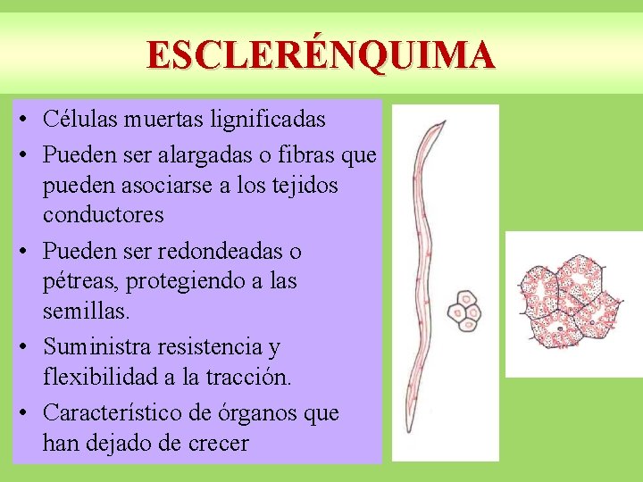 ESCLERÉNQUIMA • Células muertas lignificadas • Pueden ser alargadas o fibras que pueden asociarse