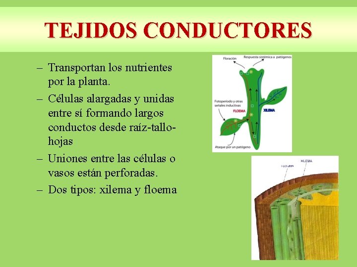 TEJIDOS CONDUCTORES – Transportan los nutrientes por la planta. – Células alargadas y unidas