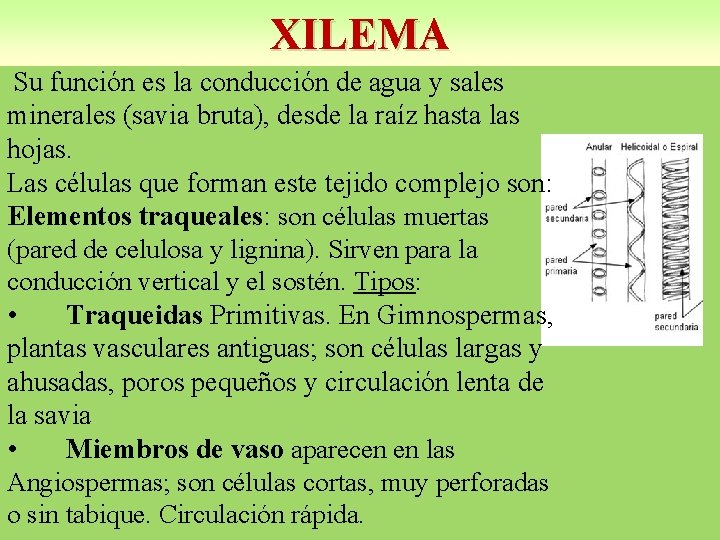 XILEMA Su función es la conducción de agua y sales minerales (savia bruta), desde