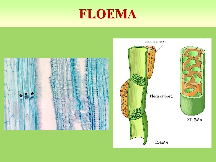 FLOEMA 