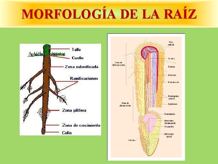 MORFOLOGÍA DE LA RAÍZ 