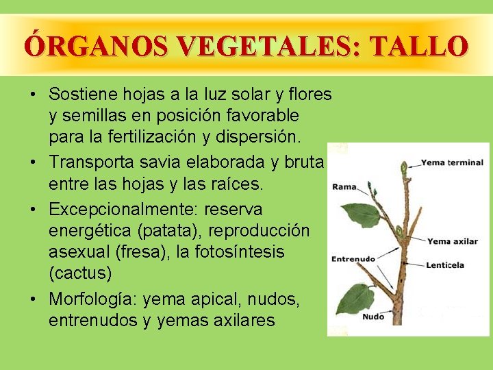 ÓRGANOS VEGETALES: TALLO • Sostiene hojas a la luz solar y flores y semillas