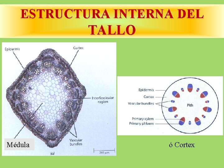 ESTRUCTURA INTERNA DEL TALLO Médula ó Cortex 