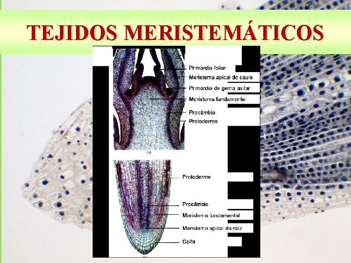 TEJIDOS MERISTEMÁTICOS 