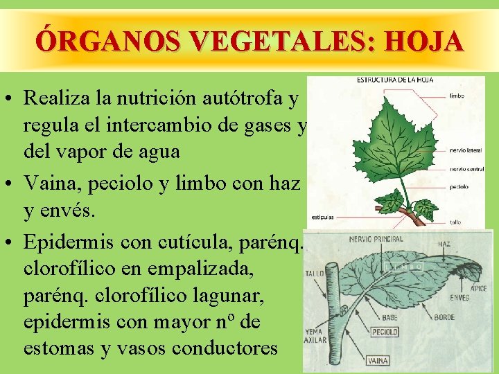 ÓRGANOS VEGETALES: HOJA • Realiza la nutrición autótrofa y regula el intercambio de gases