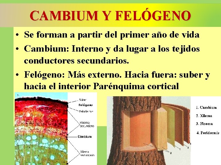 CAMBIUM Y FELÓGENO • Se forman a partir del primer año de vida •