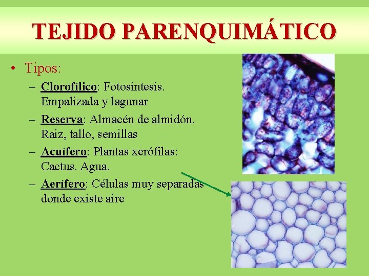 TEJIDO PARENQUIMÁTICO • Tipos: – Clorofílico: Fotosíntesis. Empalizada y lagunar – Reserva: Almacén de