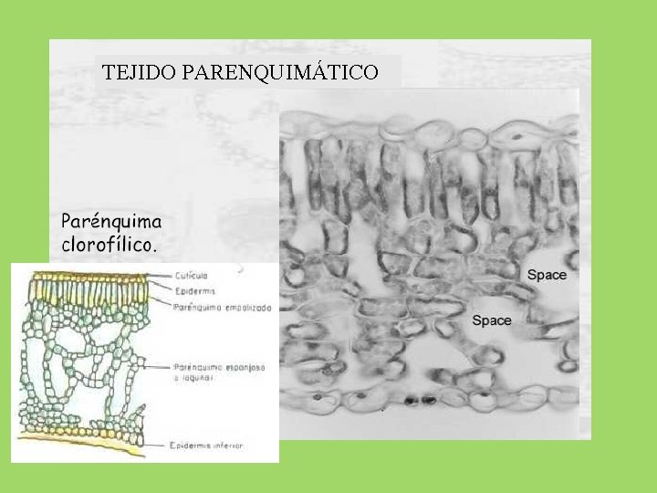 TEJIDO PARENQUIMÁTICO 