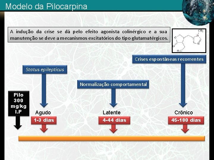 Modelo da Pilocarpina A indução da crise se dá pelo efeito agonista colinérgico e