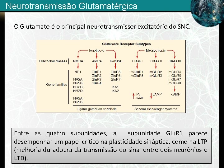 Neurotransmissão Glutamatérgica O Glutamato é o principal neurotransmissor excitatório do SNC. Entre as quatro