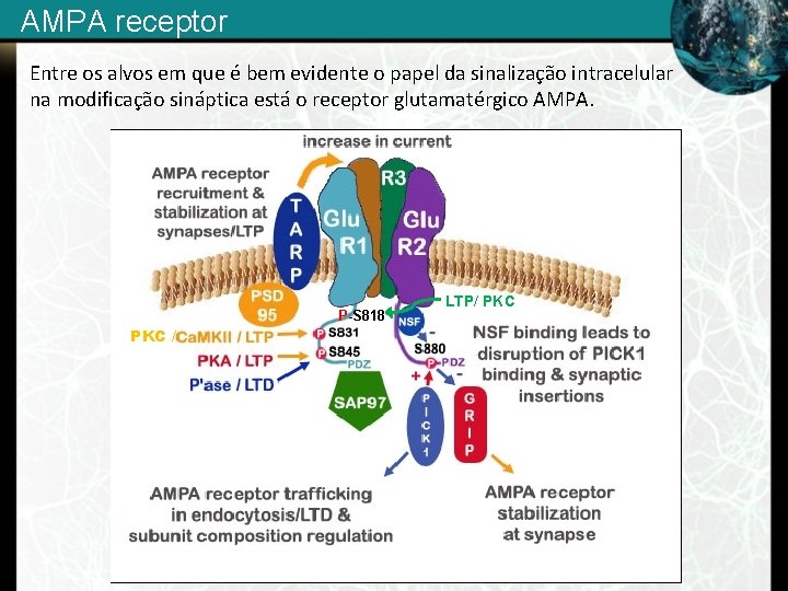 AMPA receptor Entre os alvos em que é bem evidente o papel da sinalização