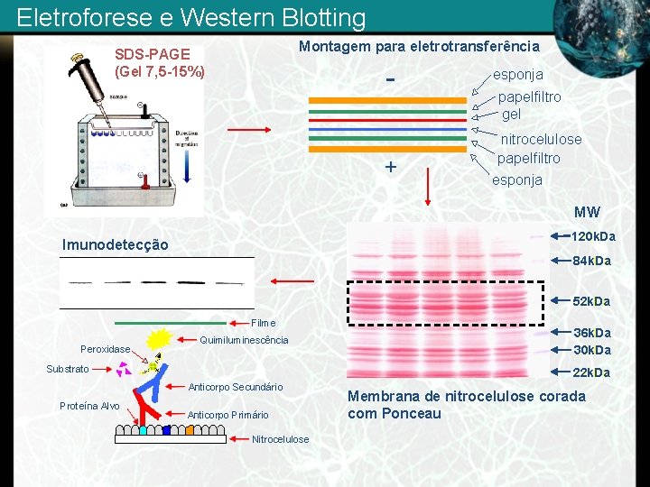 Eletroforese e Western Blotting Montagem para eletrotransferência SDS-PAGE (Gel 7, 5 -15%) - esponja