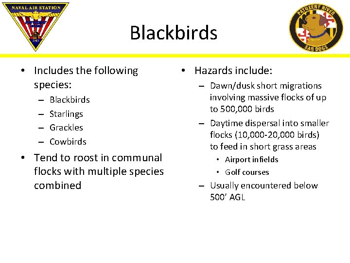 Blackbirds • Includes the following species: – – Blackbirds Starlings Grackles Cowbirds • Tend