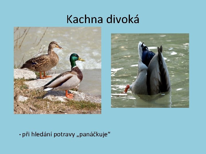 Kachna divoká • při hledání potravy „panáčkuje“ 