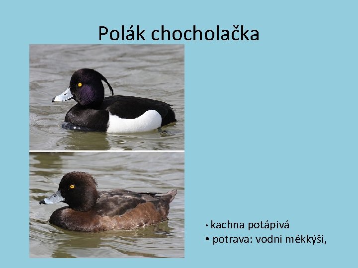 Polák chocholačka • kachna potápivá • potrava: vodní měkkýši, 