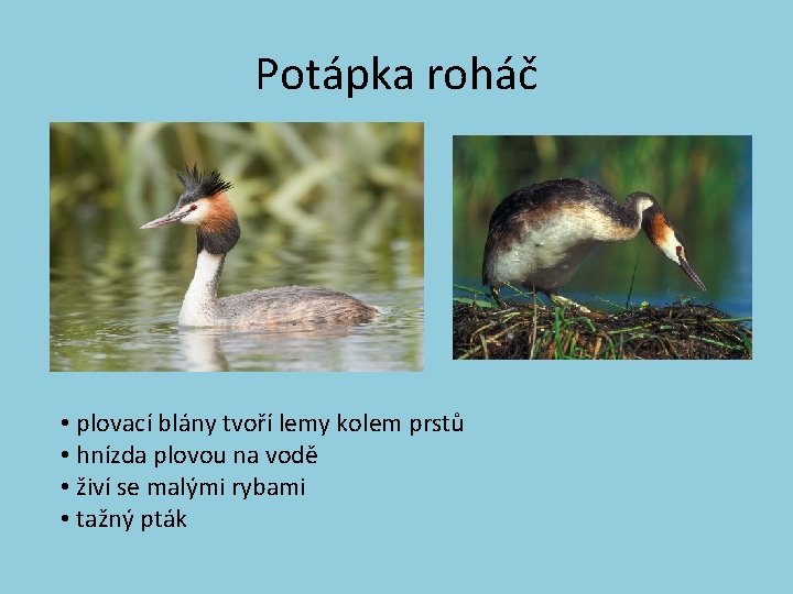 Potápka roháč • plovací blány tvoří lemy kolem prstů • hnízda plovou na vodě