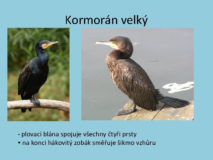 Kormorán velký • plovací blána spojuje všechny čtyři prsty • na konci hákovitý zobák