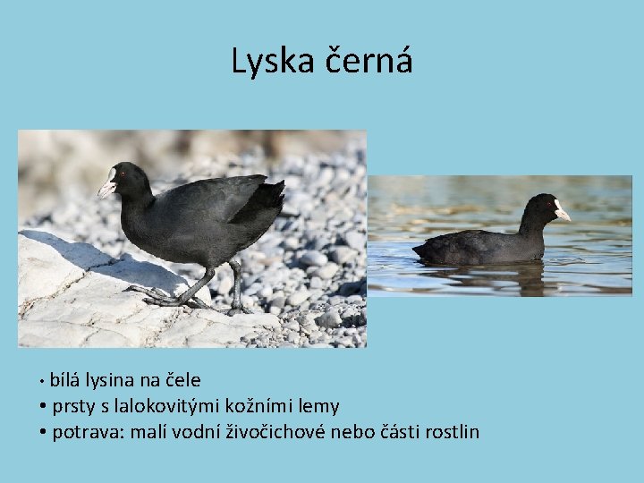 Lyska černá • bílá lysina na čele • prsty s lalokovitými kožními lemy •