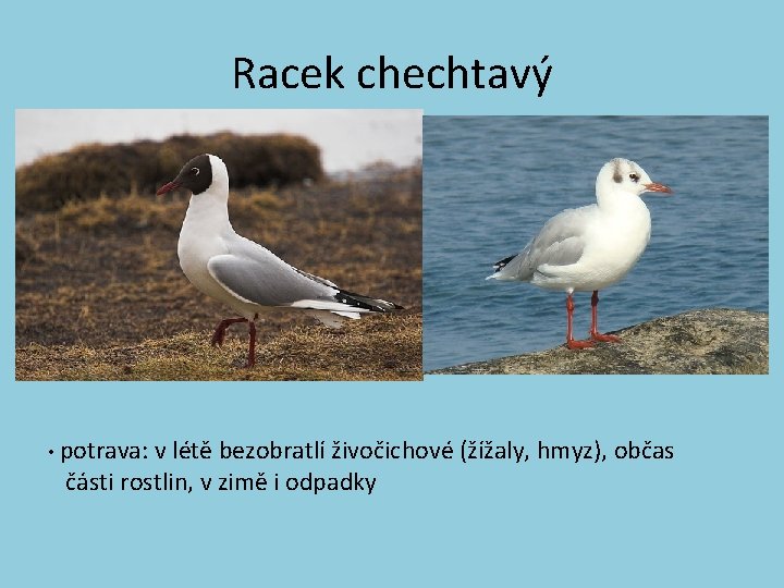 Racek chechtavý • potrava: v létě bezobratlí živočichové (žížaly, hmyz), občas části rostlin, v